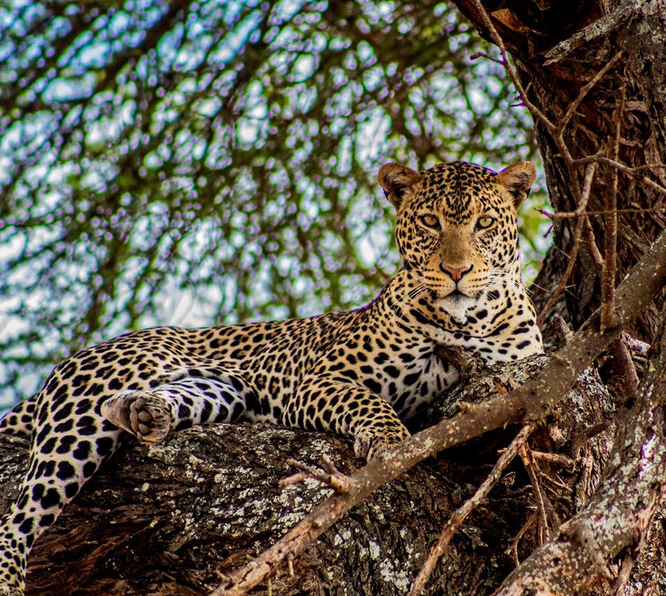 TANZANIJA-SAFARI PRIJESTOLNICA