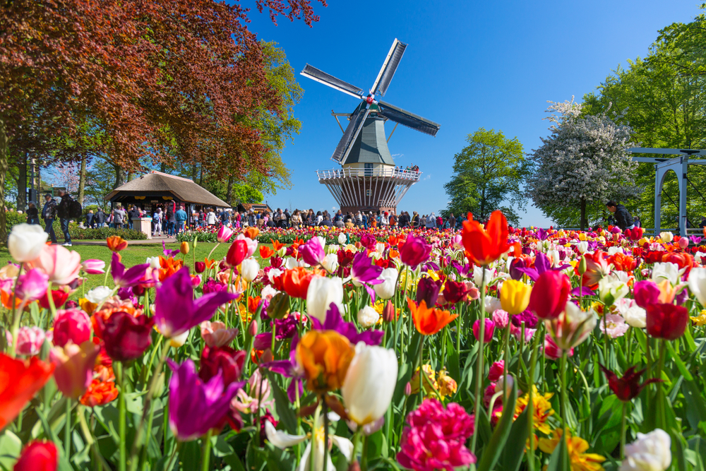 Amsterdam i Keukenhof