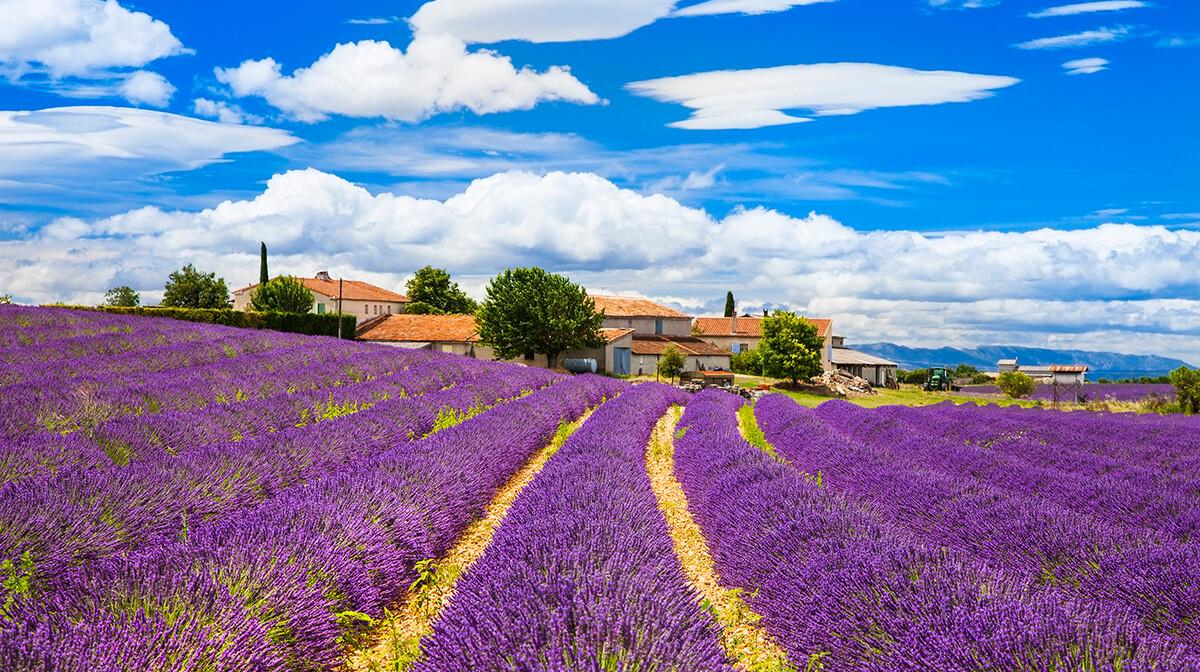 Provansa, putevima lavande